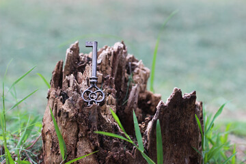 small vintage key on a broken tree bark