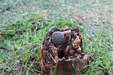 one piece pocket watch with skull engraving on a broken tree bark