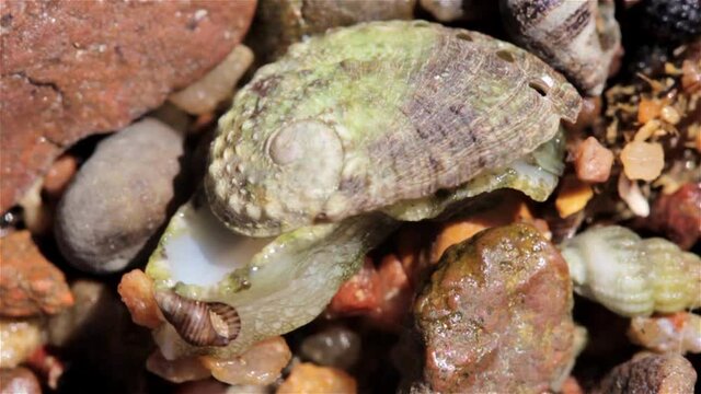 Mollusk moving between snails on rock during low tide
Close up shot of Mollusk moving between snails on rock during low tide, Eilat, Israel

