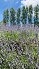 Obraz premium field of lavender