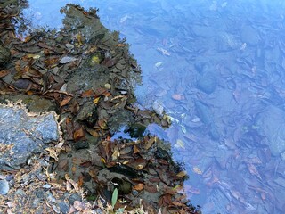 The surface of the Tsuki River flowing through the Ranzan Valley in Ranzan-Town, Hiki-District, Saitama Prefecture, Japan.