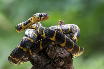 The gold-ringed cat snake coiled around tree trunk