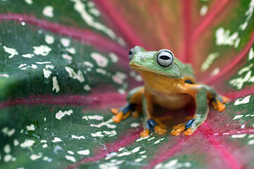 Green tree flying frog perched on a leaf