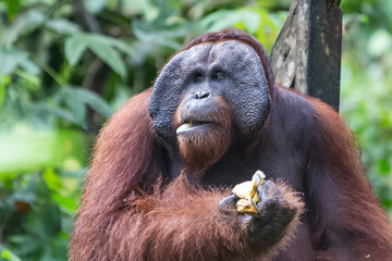 orangutans or pongo pygmaeus is the only asian great found on the island of Borneo and Sumatra