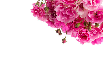 Flowers pattern on white background. roses