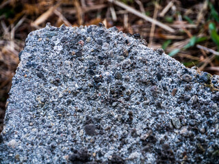 コンクリートに苔