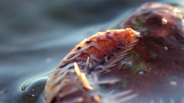 Pink Starfish moving between rocks during low tide, Eilat, Israel, Close up shot