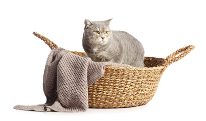 Cute grey cat in wicker basket on white background © Pixel-Shot