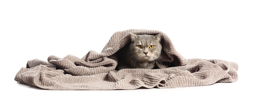 Cute grey cat with warm plaid on white background
