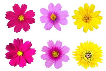 Fototapeta na wymiar collection mix flower Colorful isolated on white background.