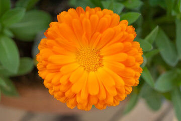 鮮やかなオレンジ色のキンセンカ