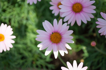 Obraz premium 淡いピンクのデイジーの花