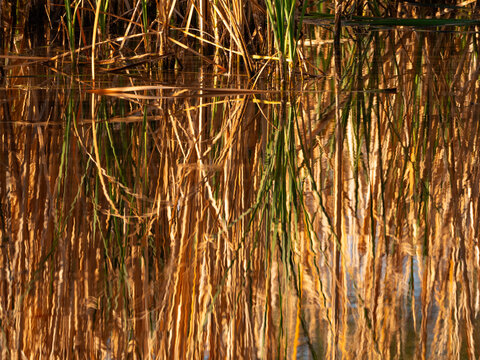 Water reed background