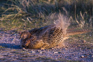 Fasan (Phasianus colchicus) Weibchen beim Staubbad