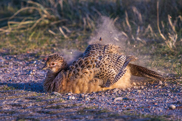 Fasan (Phasianus colchicus) Weibchen beim Staubbad