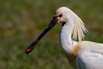 Löffler (Platalea leucorodia)
