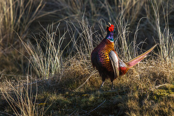 Fasan (Phasianus colchicus) Männchen
