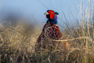 Fasan (Phasianus colchicus) Männchen
