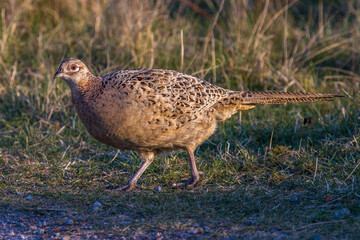 Fasan (Phasianus colchicus) Weibchen