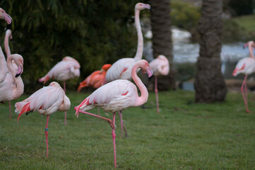 A group of flamindos standing on grass, blurred background