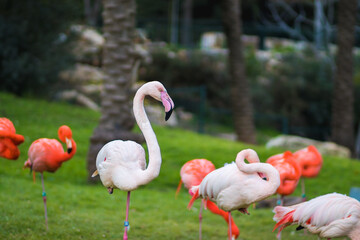 A group of flamindos standing on grass, blurred background
