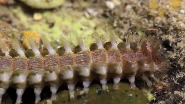 Bristle worm searching for food during low tide, Eilat, Israel

Bristle worm searching for food during low tide, Eilat, Israel, Close up shot
