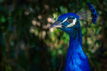 A Close up headshot of Peacock with dark blur background.