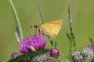 Rostfarbiger Dickkopffalter - Large skipper