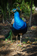 Obraz premium A full body shot of peacock in the garden.