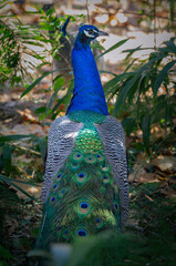 Obraz premium A peacock with colorful feathers in the bush.