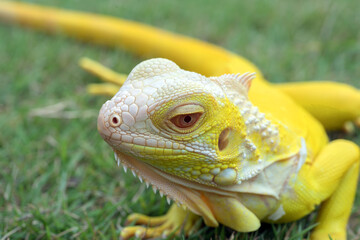 Fototapeta premium close up photo of a yellow iguana