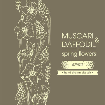 Background with Spring flawers, daffodils and muscaries. Detailed hand-drawn sketches.