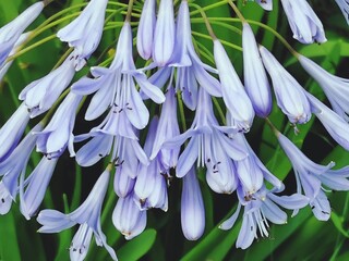 Close-up Of Purple Flowering Plants