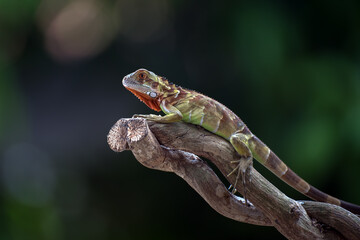 Small green iguana on a tree branch