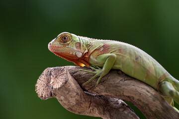 Small green iguana on a tree branch