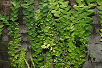 Indonesia Bali - Ubud green leaves wall background