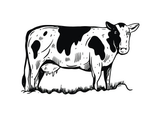 Black and white hand draw cow illustration. Engraving style. Design for package, poster and banner.