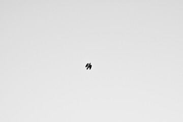 bird flying