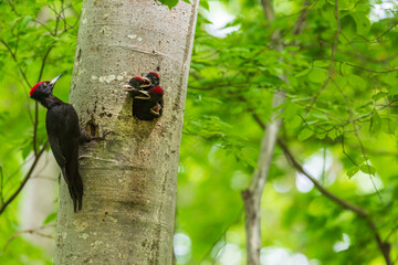 クマゲラの親子