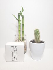 plant motivation 