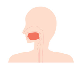 正しい舌の位置のイラスト