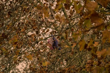 autumn leaves background