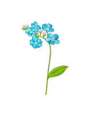 Forget me not flower isolated on white background. Blue and pink bloom. Illustration. 