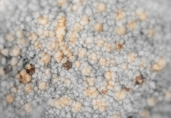 Pathogens in coconut meat. Abnormalities in coconut meat. Ugly coconut meat