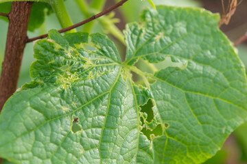 Insect eating cucumber leaves