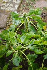 Brussels sprouts in winter on a plant.