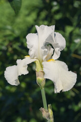 Large flower of white blooming iris