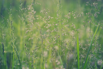 summer meadow with flowering grasses