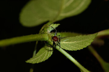 Crab spider, Camaricus formosus Thorell, 1887, Bokaro, West Bengal, India