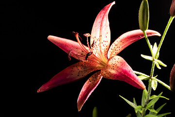 Tiger lily with dew drops on a dark background